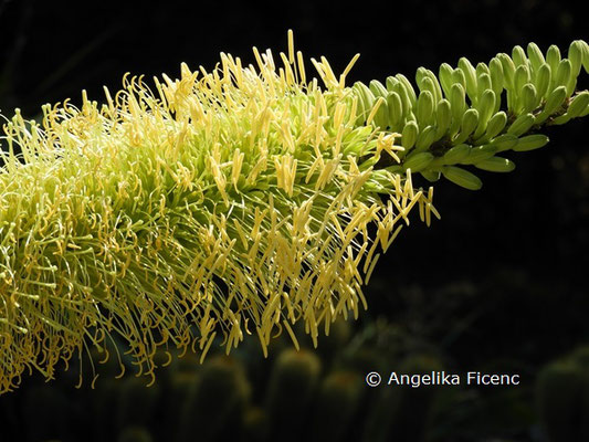 Agave victoria-reginae  © Mag. Angelika Ficenc