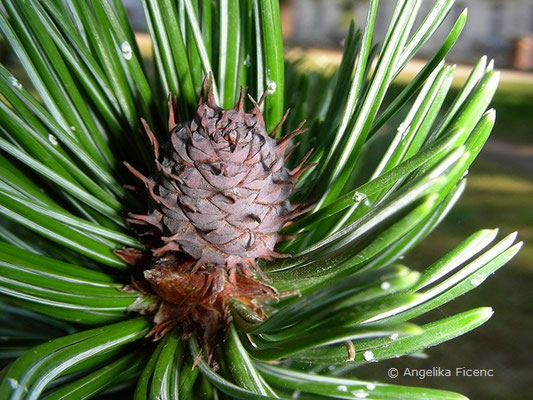 Pinus aristata - Grannen Kiefer  © Mag. Angelika Ficenc