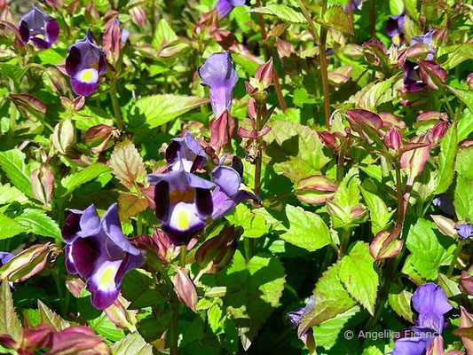 Torenia fournieri - Felsenlöwenmaul  © Mag. Angelika Ficenc