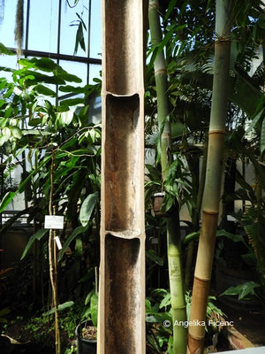 Dendrocalamus giganteus, Riesenbambus  © Mag. Angelika Ficenc