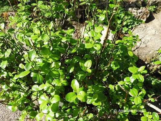 Salix glabra - Glanz-Weide, Habitus,   © Mag. Angelika Ficenc