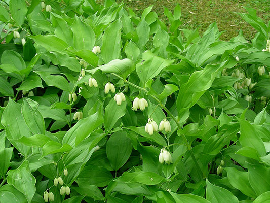 Polygonatum latifolium - Breitblatt-Weißwurz  © Mag. Angelika Ficenc