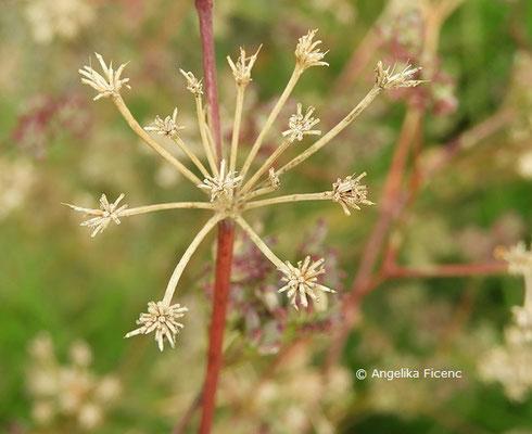 Seseli bulgaricum © Mag. Angelika Ficenc