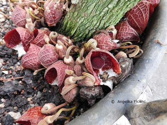 Aristolochia arborea ©  Mag. Angelika Ficenc