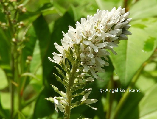 Lysimachia barystachis  © Mag. Angelika Ficenc