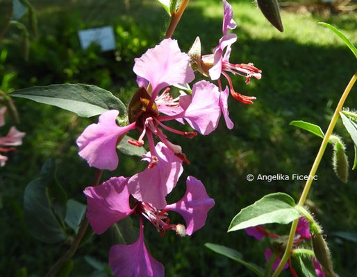 Clarkia unguiculata  © Mag. Angelika Ficenc