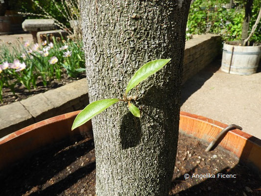 Pittosporum undulatum, Stamm  © Mag. Angelika Ficenc