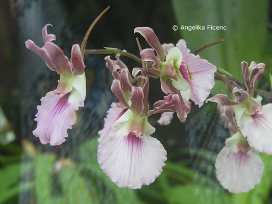 Eulophia guineensis   © Mag. Angelika Ficenc