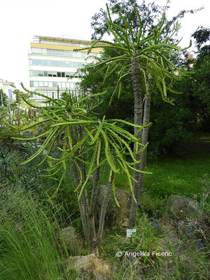 Euphorbia grandidens  © Mag. Angelika Ficenc