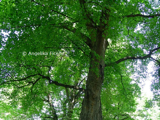 Ginkgo biloba © Mag. Angelika Ficenc