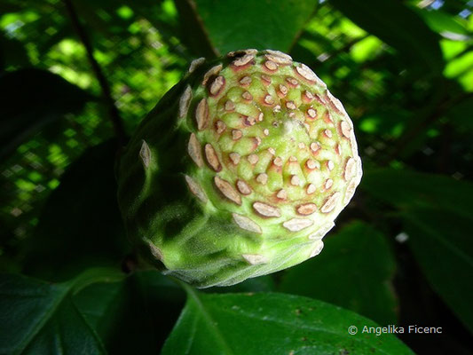 Calycanthus occidentalis - Echter Gewürzstrauch  © Mag. Angelika Ficenc