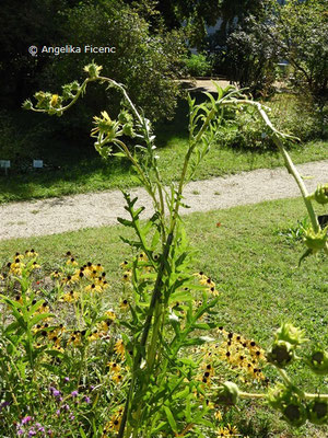 Silphium laciniatum © Mag. Angelika Ficenc