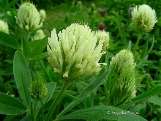 Trifolium pannonicum - Pannonischer Klee