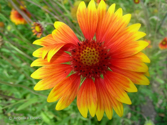 Gaillardia drummondii - Kokardenblume, Blüte Aufsicht  © Mag. Angelika Ficenc