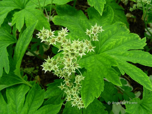 Mucdenia rossii  - Ahornblatt  © Mag. Angelika Ficenc