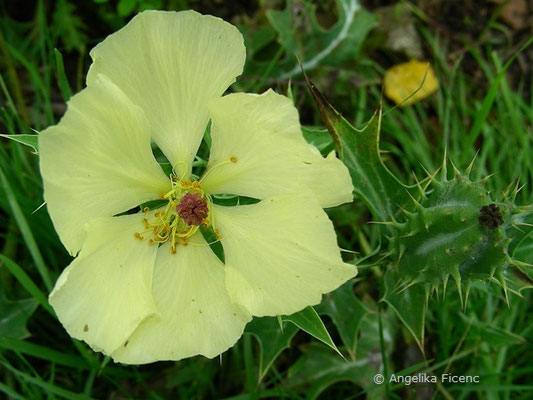 Argemone mexicana -   © Mag. Angelika Ficenc