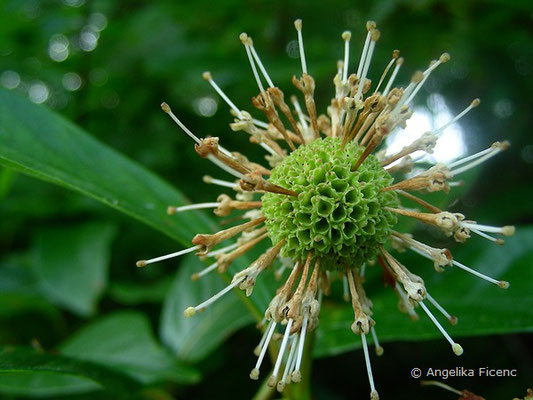 Cephalanthus occidentalis  © Mag. Angelika Ficenc