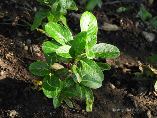 Catharanthus roseus   © Mag. Angelika Ficenc