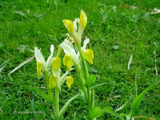 Iris bucharica - Geweih Iris   © Mag. Angelika Ficenc