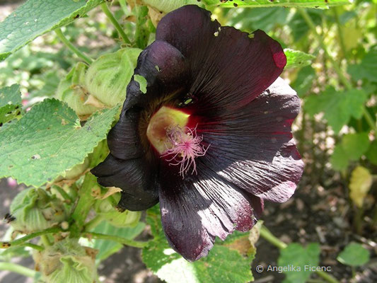 Alcea rosea - Schwarze Pappelrose  © Mag. Angelika Ficenc