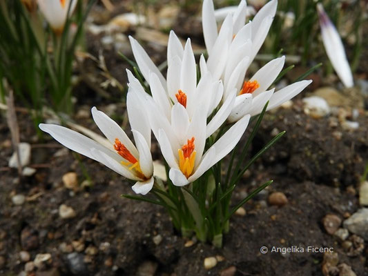 Crocus fleischeri - Taurus Krokus   © Mag. Angelika Ficenc