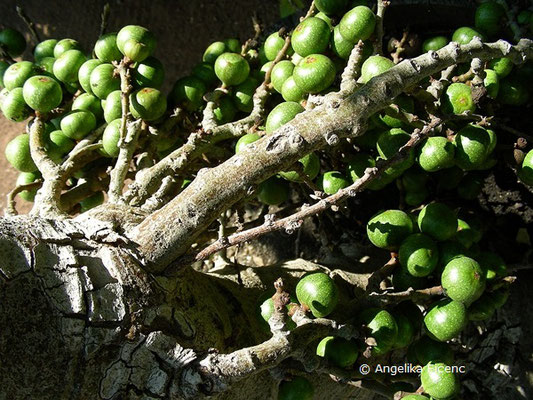 Ficus sur - Kap Feige  © Mag. Angelika Ficenc