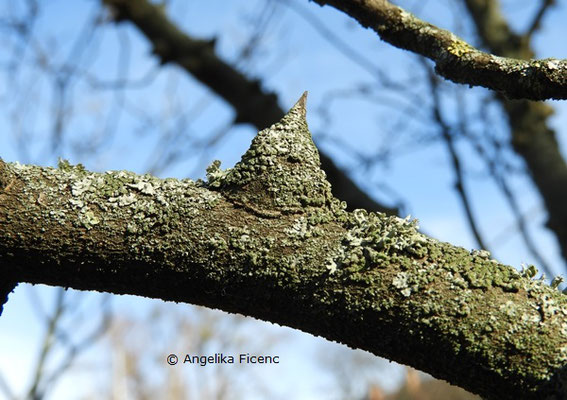 Zanthoxylum simulans  © Mag. Angelika Ficenc