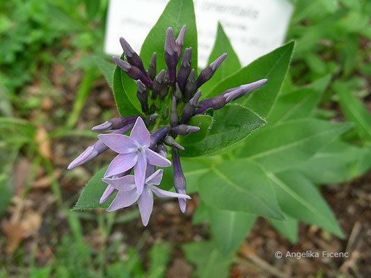 Amsonia orientalis - Röhrenstern, Blütenstand  © Mag. Angelika Ficenc