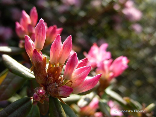 Rhododendron racemosum  © Mag. Angelika Ficenc