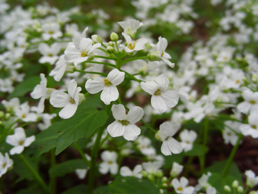 Pachxphragma macrophyllum - Scheinschaumkraut  © Mag. Angelika Ficenc