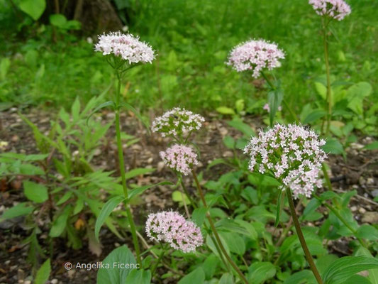 Valeriana montana - Bergbaldrian