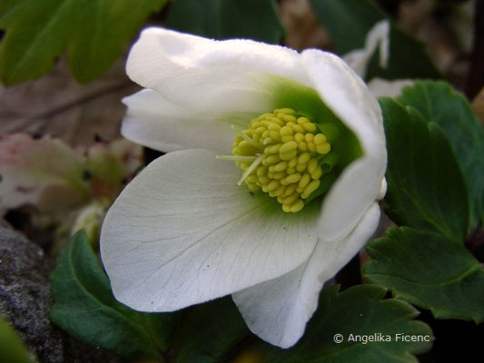 Helleborus niger - Schneerose  © Mag. Angelika Ficenc