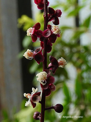 Trichostigma peruvianum   © Mag. Angelika Ficenc