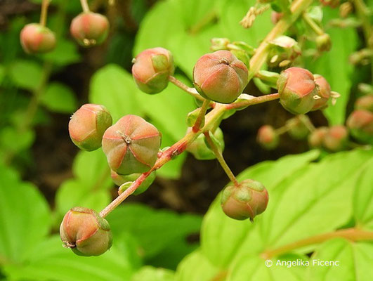 Coriaria japonica,     © Mag. Angelika Ficenc