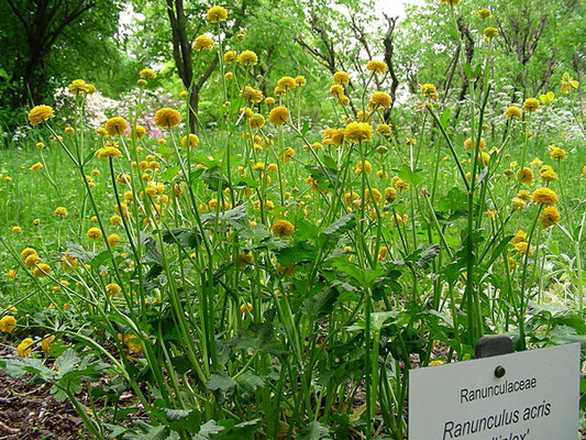 Ranunculus acris "Multiplex" - Habitus  © Mag. Angelika Ficenc