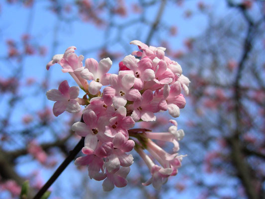 Viburnum x bodnantense (V. farreri x V. grandiflorum)  © Mag. Angelika Ficenc