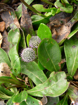 Globularia nudicaulis - Nacktstiel Kugelblume,   © Mag. Angelika Ficenc