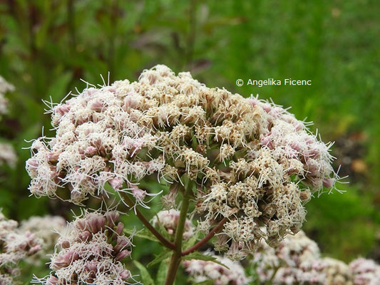 Eupatorium cannabina  © Mag. Angelika Ficenc