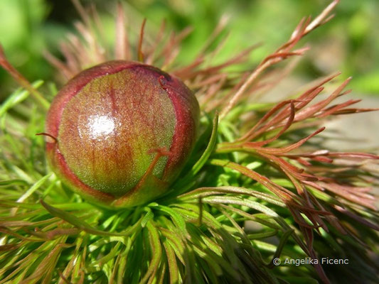 Paeonia tenuifolia - Schmalblättrige Pfingstrose  © Mag. Angelika Ficenc