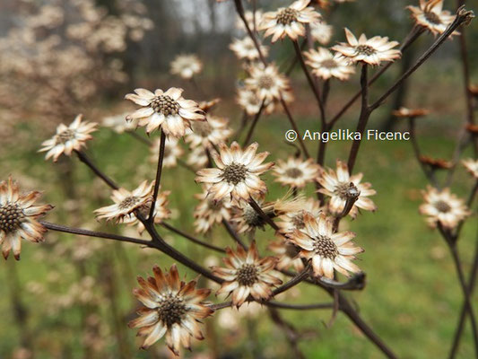 Vernonia crinita  © Mag. Angelika Ficenc