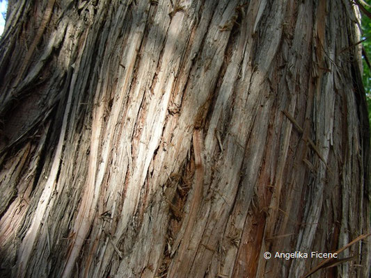 Juniperus excelsa - Kleinasiatischer Baum-Wacholder  © Mag. Angelika Ficenc