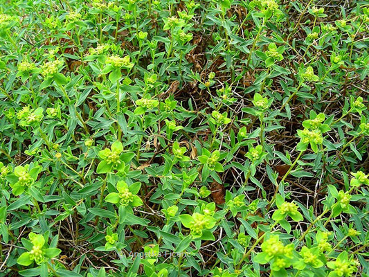 Euphorbia spinosa- Dornige Wolfsmilch  © Mag. Angelika Ficenc
