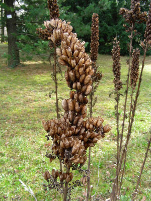 Veratrum nigrum - Schwarzer Germer, reifer Fruchtstand  © Mag. Angelika Ficenc