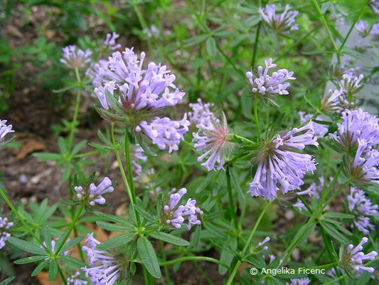 Asperula orientalis   © Mag. Angelika Ficenc