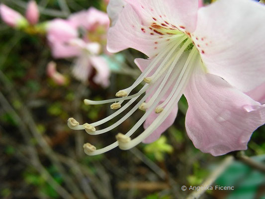 Rhododendron schippenbachii  © Mag. Angelika Ficenc