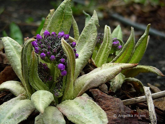 Primula denticulata - Kugel-Primel,   © Mag. Angelika Ficenc