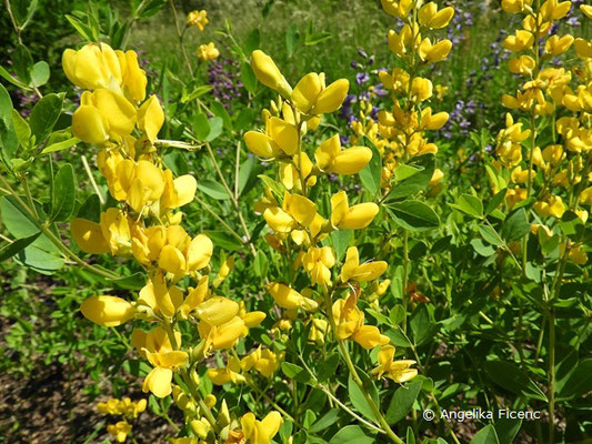 Baptisia sphaerocarpa  © Mag. Angelika Ficenc