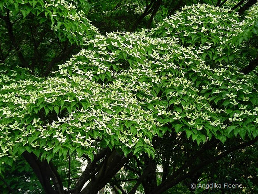 Cornus kousa var. kousa - Japanischer Blumen-Hartriegel,     © Mag. Angelika Ficenc