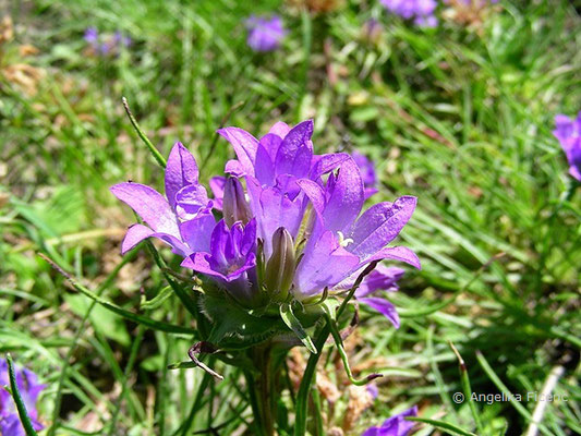 Edraianthus tenuifolius - Büschelglocke  © Mag. Angelika Ficenc