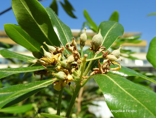 Pittosporum brevicalyx - Klebsame, unreife Früchte  © Mag. Angelika Ficenc